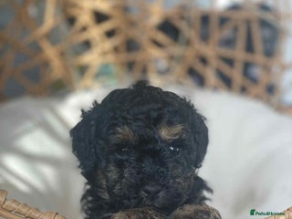 Toy Poodle dogs - Advert 4