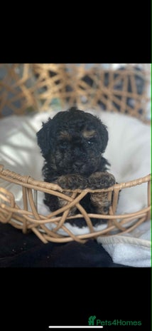 Toy Poodle dogs - Advert 2
