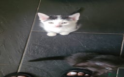 British Shorthair cats for sale: 4 kittens for sale 1 boy 3 girls. - Image 4