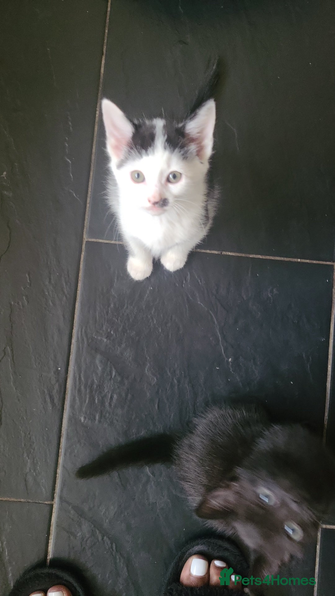 British Shorthair cats for sale: 4 kittens for sale 1 boy 3 girls. - Image 4