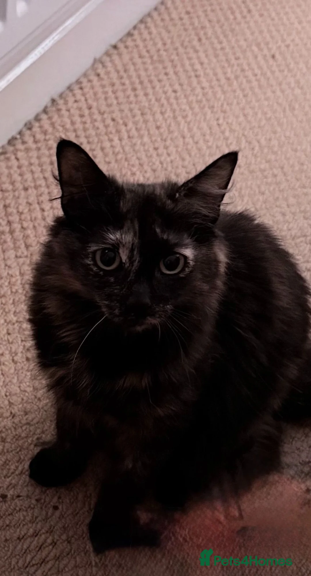 Mixed Breed cats for sale: Moggie cat - Advert 5