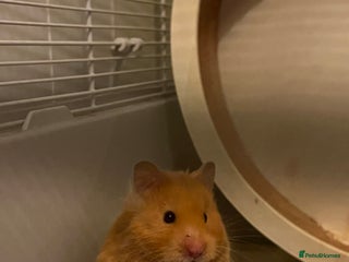 Hamster rodents female hamster pongo - Advert 3