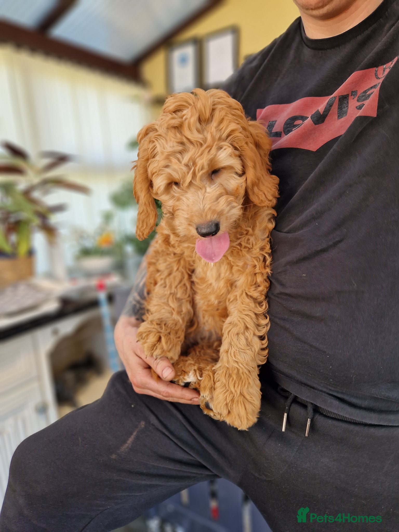 Goldendoodle dogs F1 Goldendoodle puppies ready now  - Advert 2