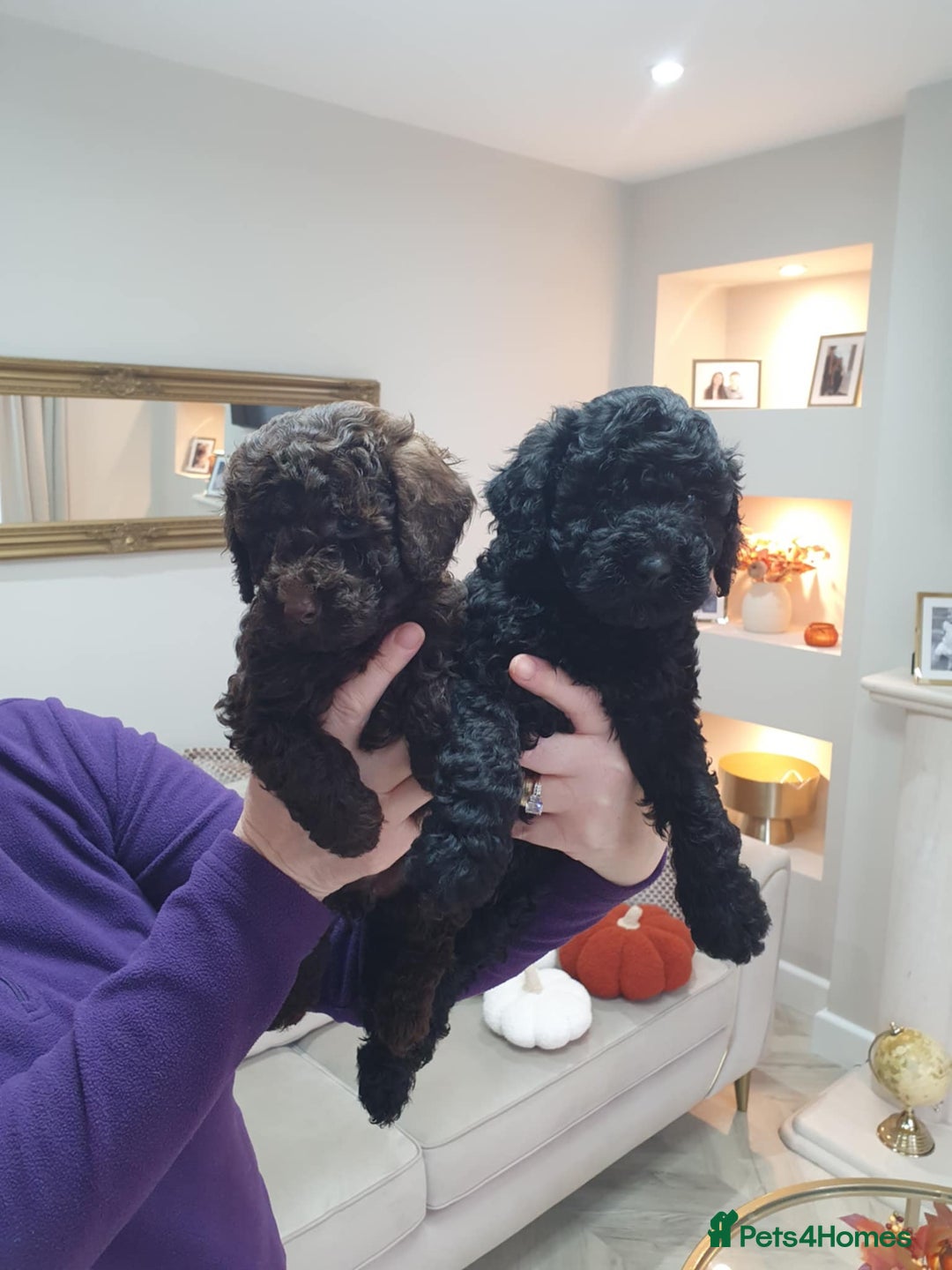 Mini Goldendoodle dogs for sale: LAST 2❗️Miniature goldenoodle pups ready now🏡🌟  - Advert 11