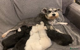 Miniature Schnauzer dogs for sale: Kc Reg-health Tested white Male 1st Quality  - Image 11