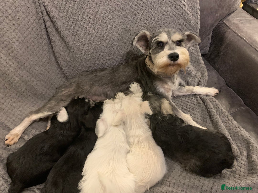 Miniature Schnauzer dogs for sale: Kc Reg-health Tested white Male 1st Quality  - Image 11