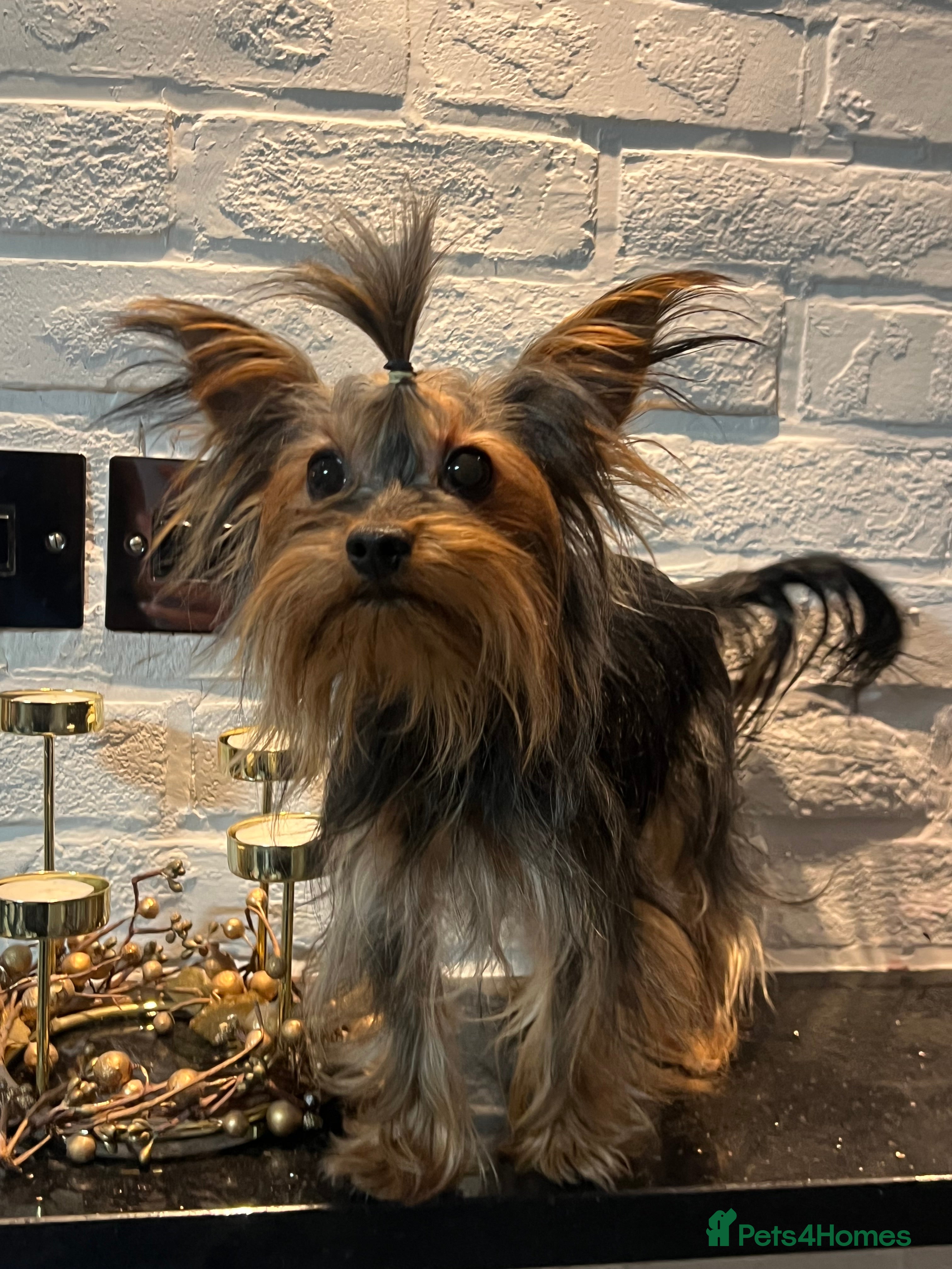Yorkshire Terrier dogs Beautiful Yorkshire Terrier Stud Available  - Advert 1