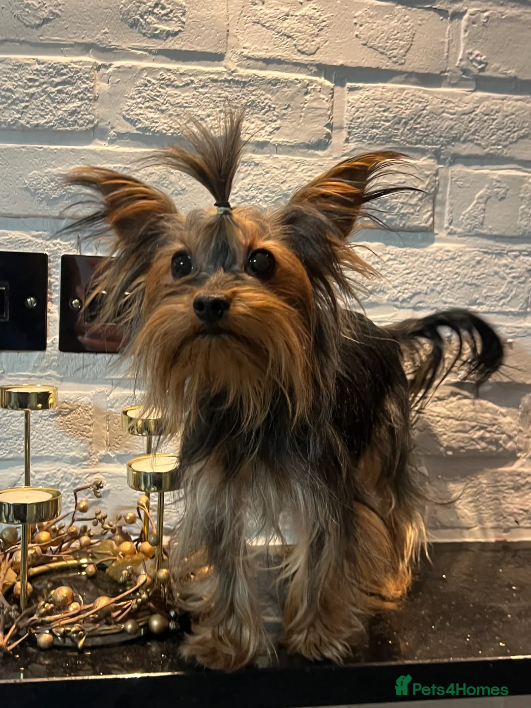 Yorkshire Terrier dogs for stud: Beautiful Yorkshire Terrier Stud Available  - Advert 1