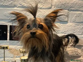 Yorkshire Terrier dogs Beautiful Yorkshire Terrier Stud Available - Advert 11
