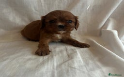 Cavalier King Charles Spaniel dogs for sale: 🐶 KC, RUBY RED cavalier King Charles  - Image 14