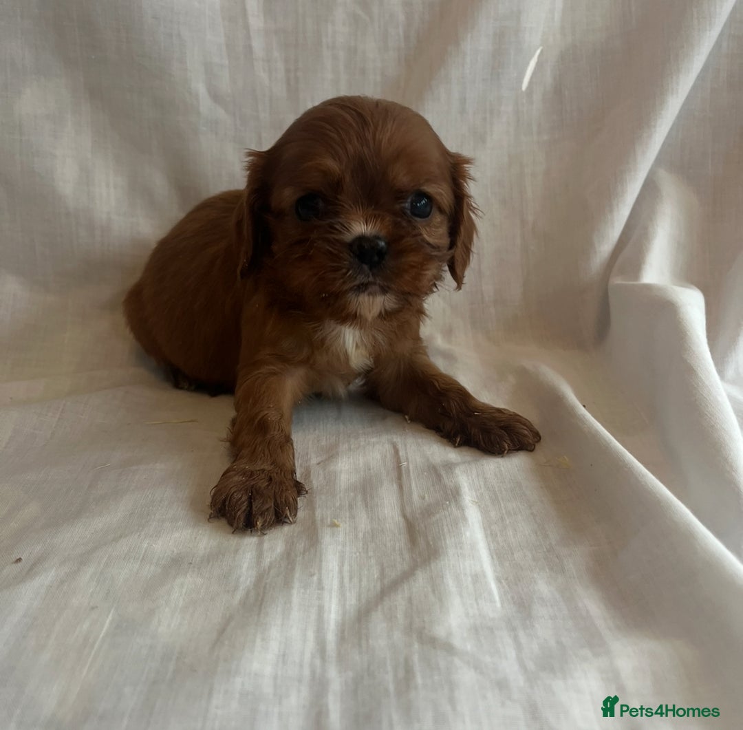 Cavalier King Charles Spaniel dogs for sale: 🐶 KC, RUBY RED cavalier King Charles  - Image 14