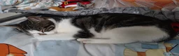 Mixed Breed cats for sale: Mother 3 older kittens and a kitten in Cardiff - Advert 3