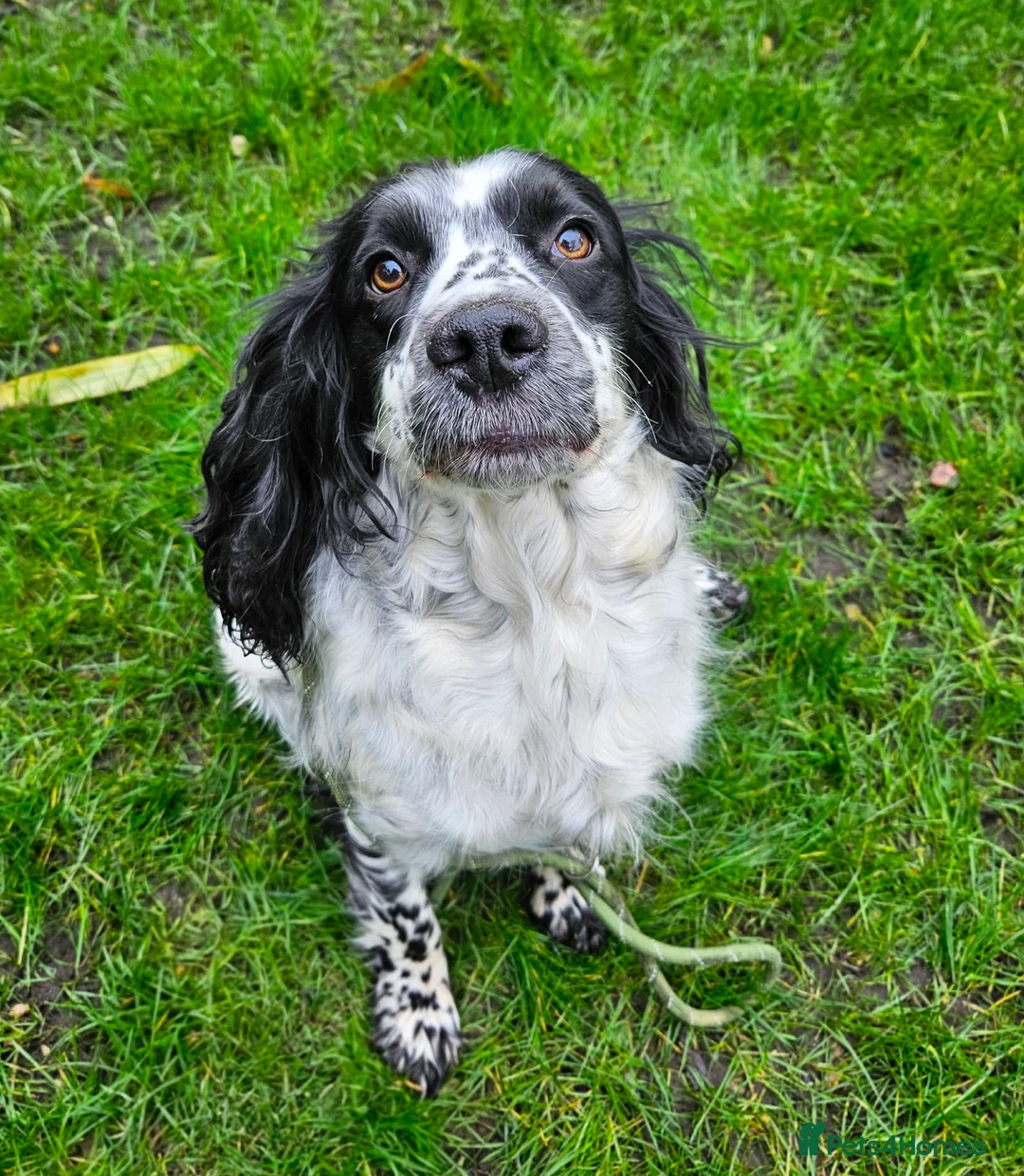 Sprocker dogs for sale: Sprocker female seeking new home  - Advert 5
