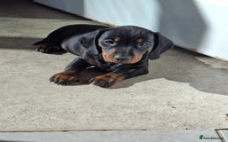 Miniature Dachshund dogs for sale: Miniature Dachshunds - Image 1