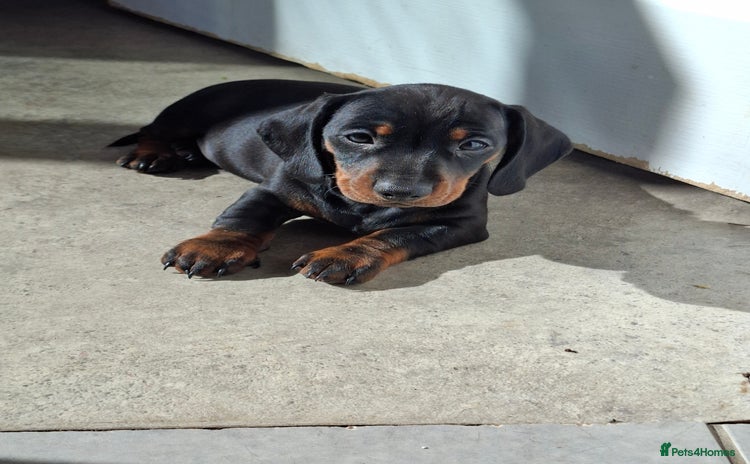 Miniature Dachshund dogs - Advert 14