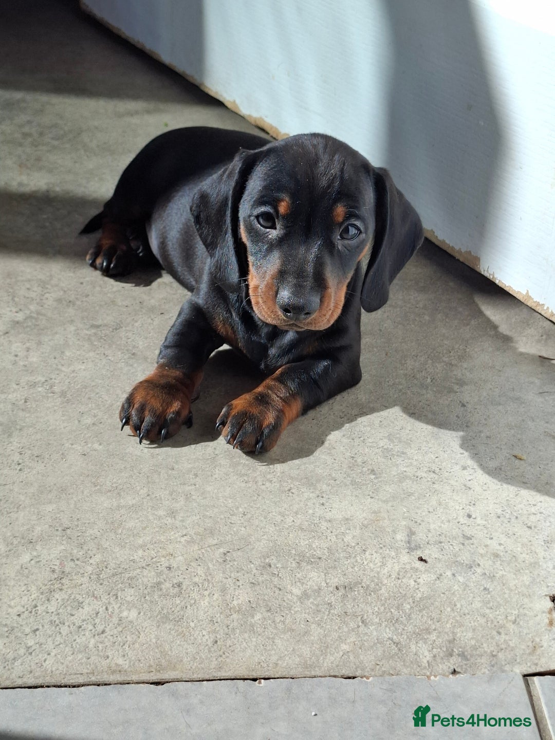 Miniature Dachshund dogs for sale: Miniature Dachshunds - Image 1