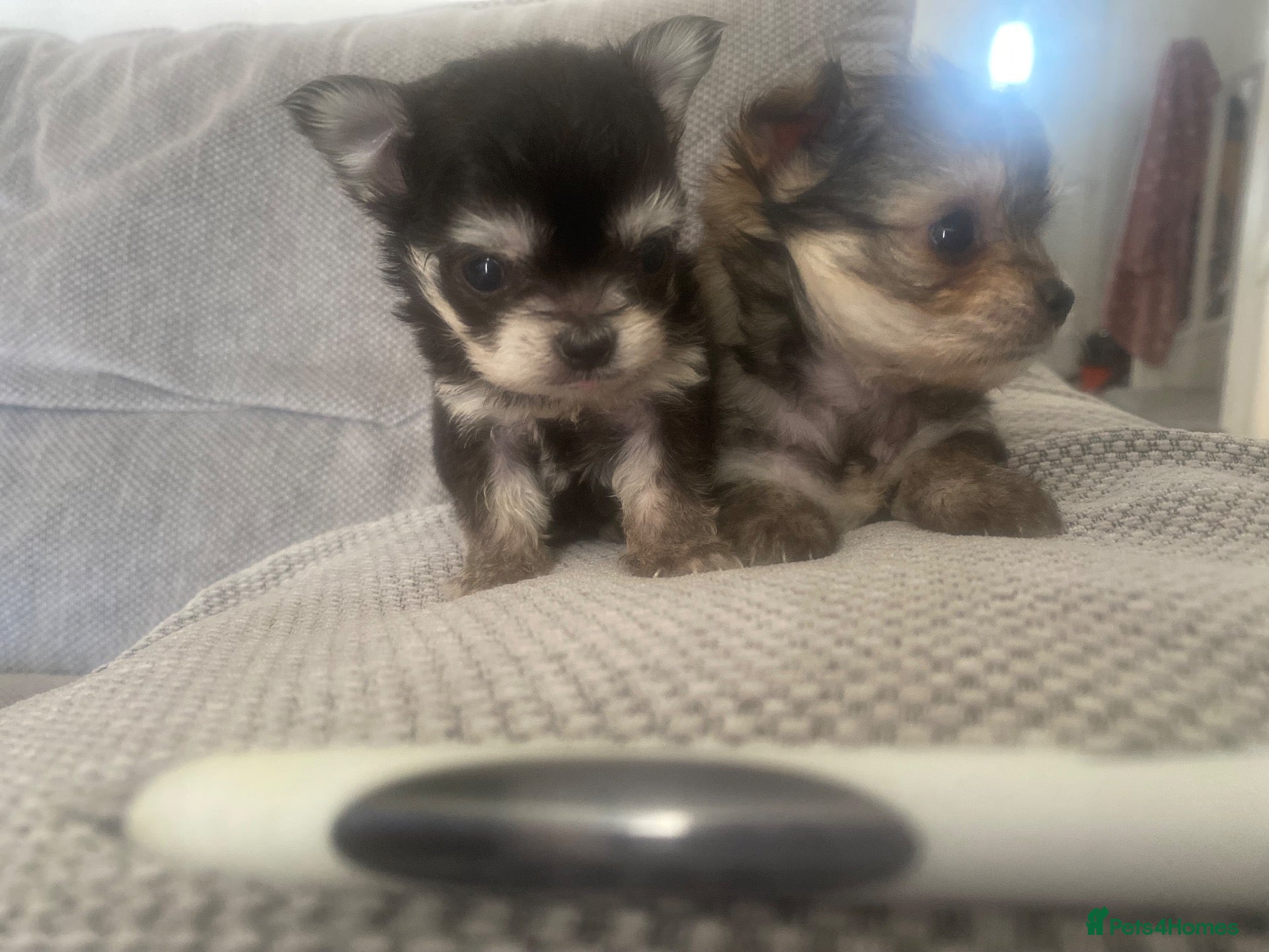 Mixed Breed dogs Malshi baby’s ❤️❤️ - Advert 1