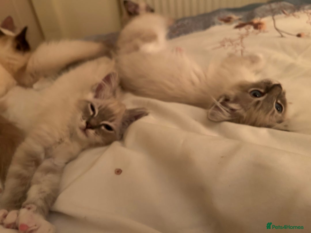 Ragdoll cats for sale: Pedigree Blue & Seal Ragdoll kittens in Oswestry - Image 8