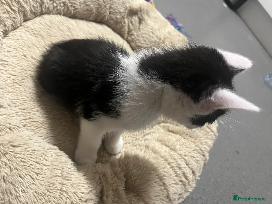 Mixed Breed cats for sale: 🐾 Stunning Tuxedo Male Kittens Available 🐾 - Advert 2