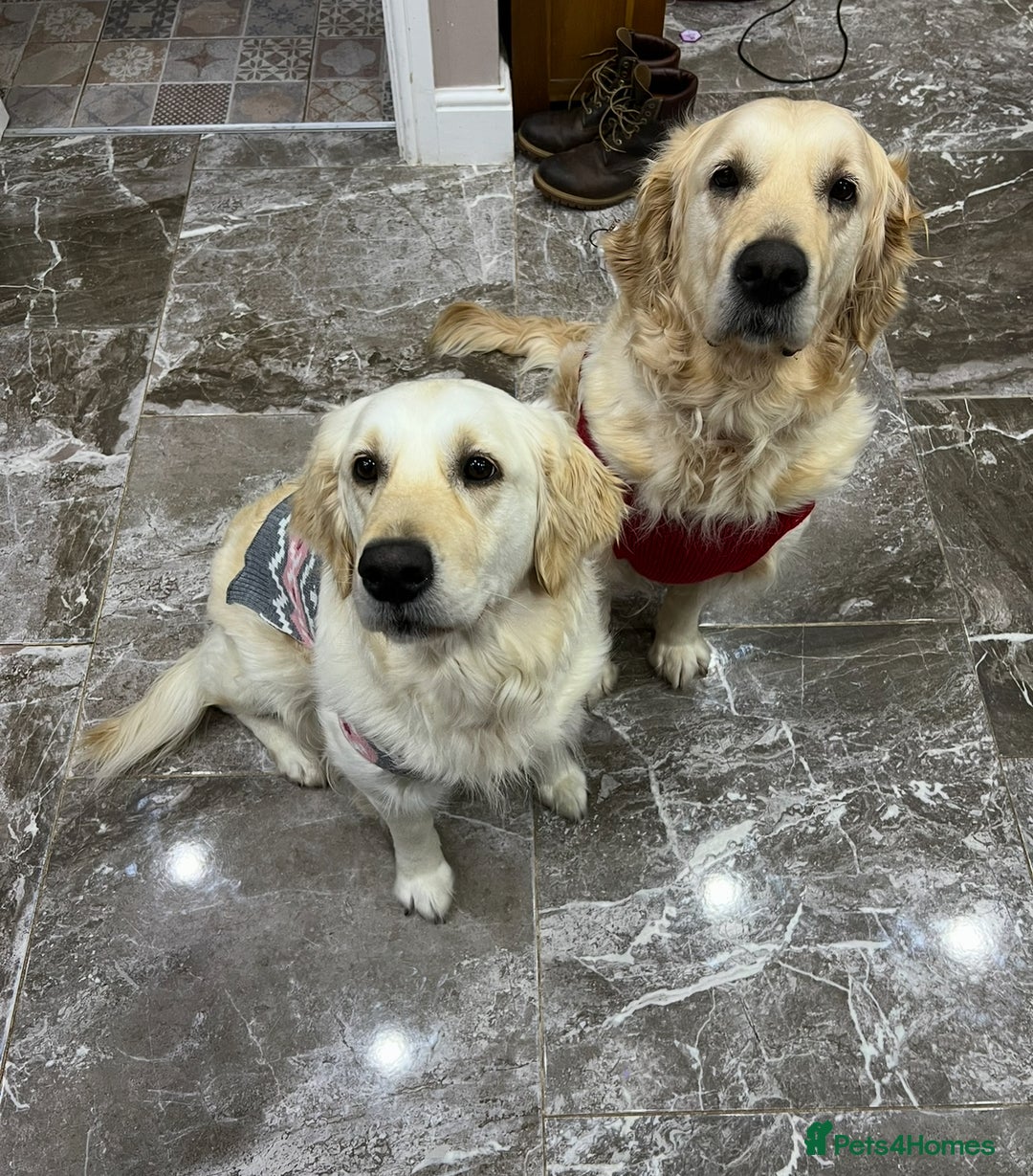 Golden Retriever dogs for sale:  Golden Retriever Puppies – KC Registered - Advert 15