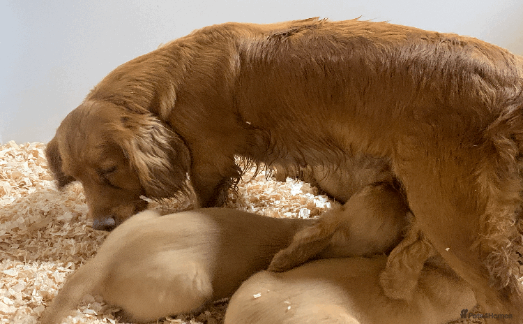 Cocker Spaniel dogs - Advert 10