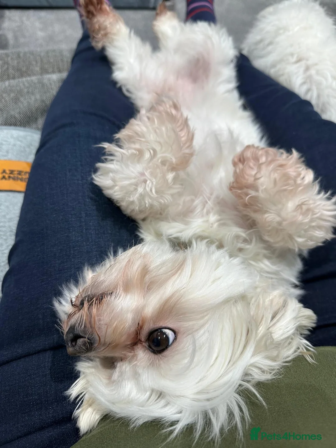 Maltese dogs for adoption: Meet Milo – a Lovely little Boy for a  Loving Home - Advert 7