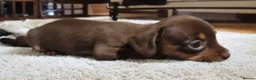 Miniature Dachshund dogs for sale: Last True Miniature PRA clear/KC Dachshunds   - Advert 2