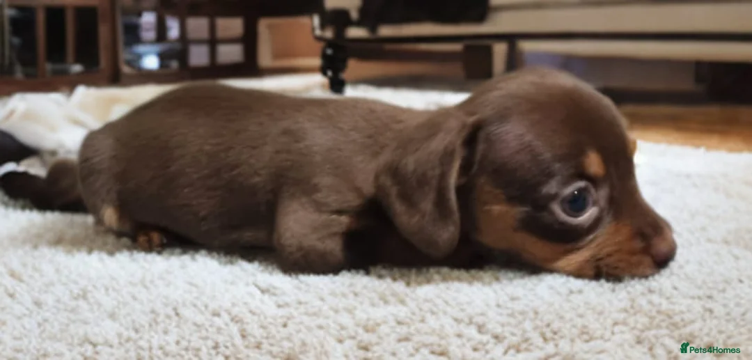 Miniature Dachshund dogs for sale: Last True Miniature PRA clear/KC Dachshunds   - Advert 2