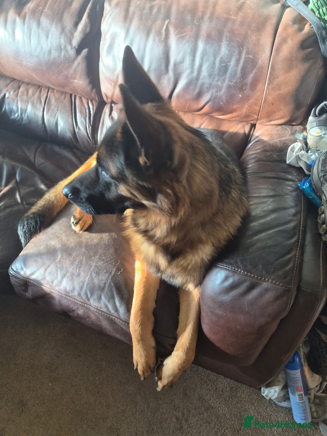 German Shepherd dogs for stud: Bruce - Advert 3