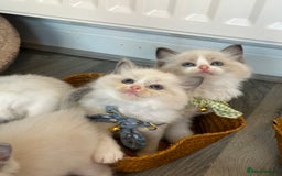 Ragdoll cats for sale: TICA Registered Ragdoll Kittens - Image 25