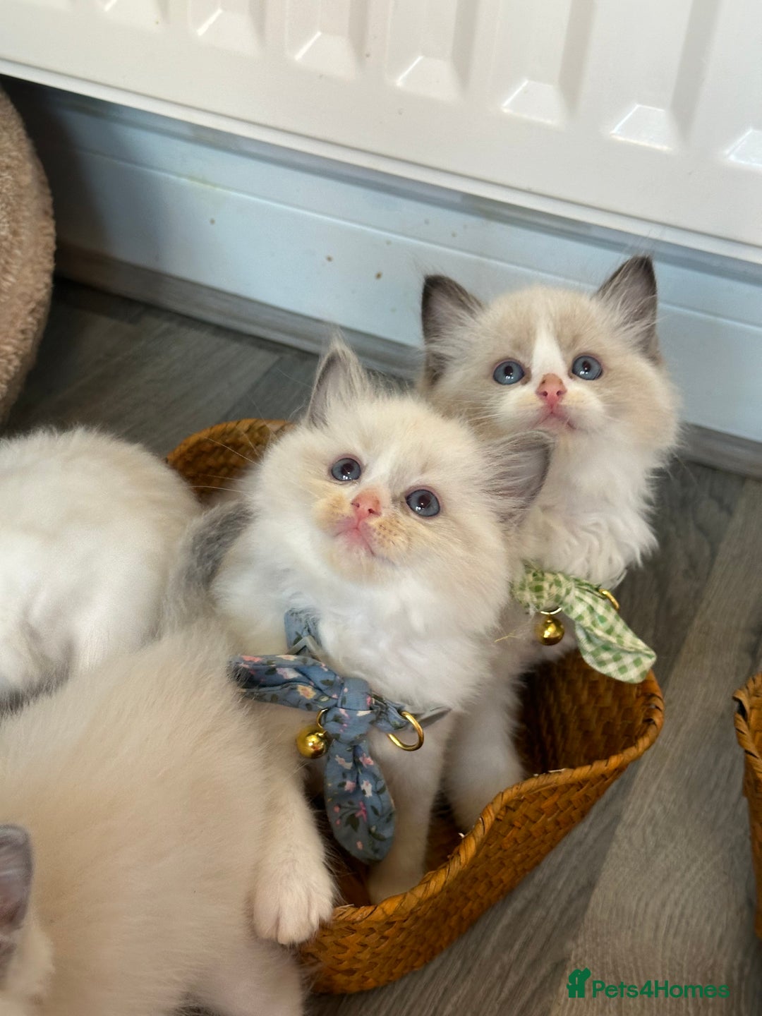Ragdoll cats for sale: TICA Registered Ragdoll Kittens - Image 25