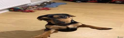 Mixed Breed dogs for sale: Dachshund/Yorkie Cross - 11 Months old in Newtown - Advert 3