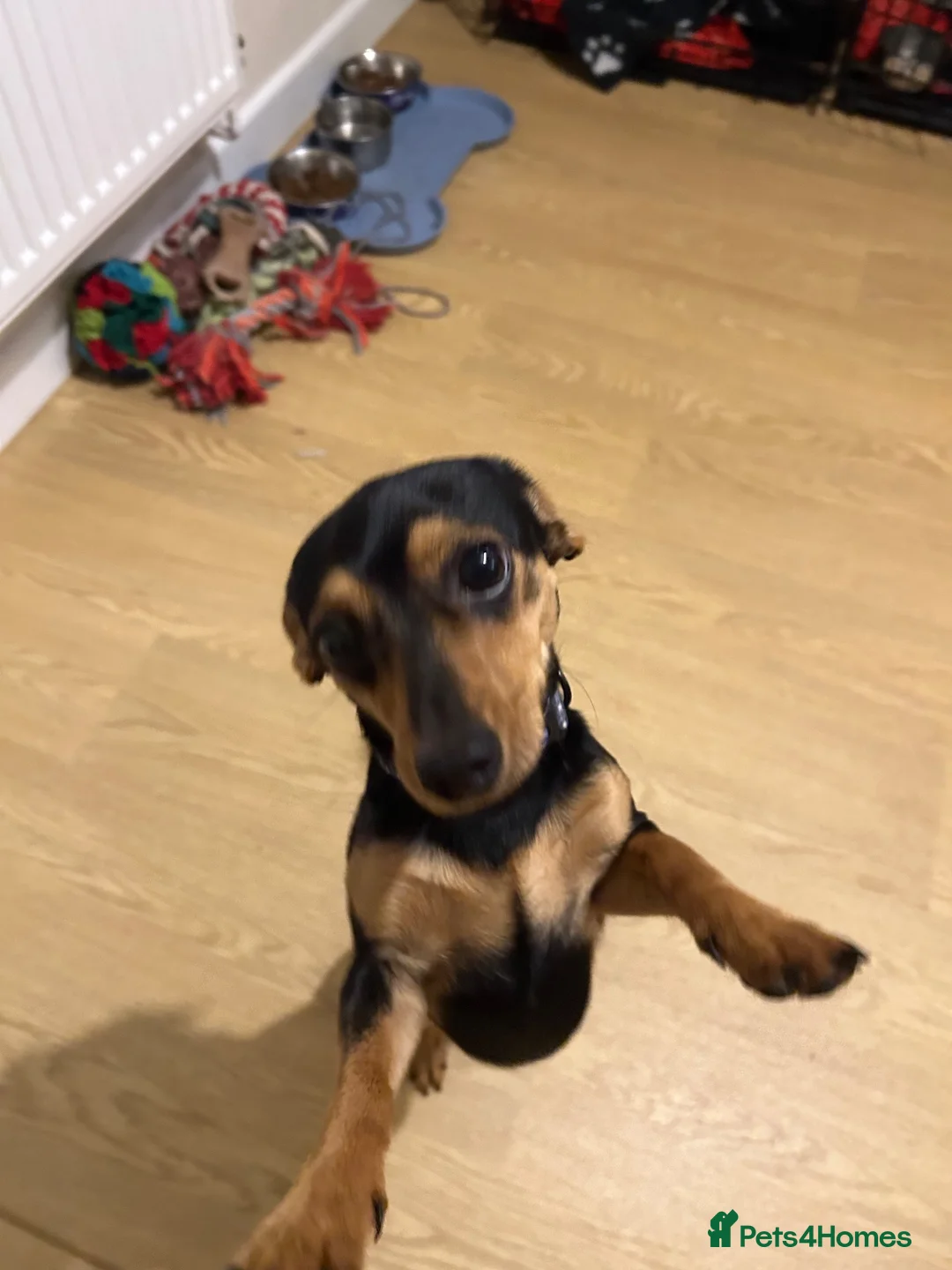 Mixed Breed dogs for sale: Dachshund/Yorkie Cross - 11 Months old in Newtown - Advert 3