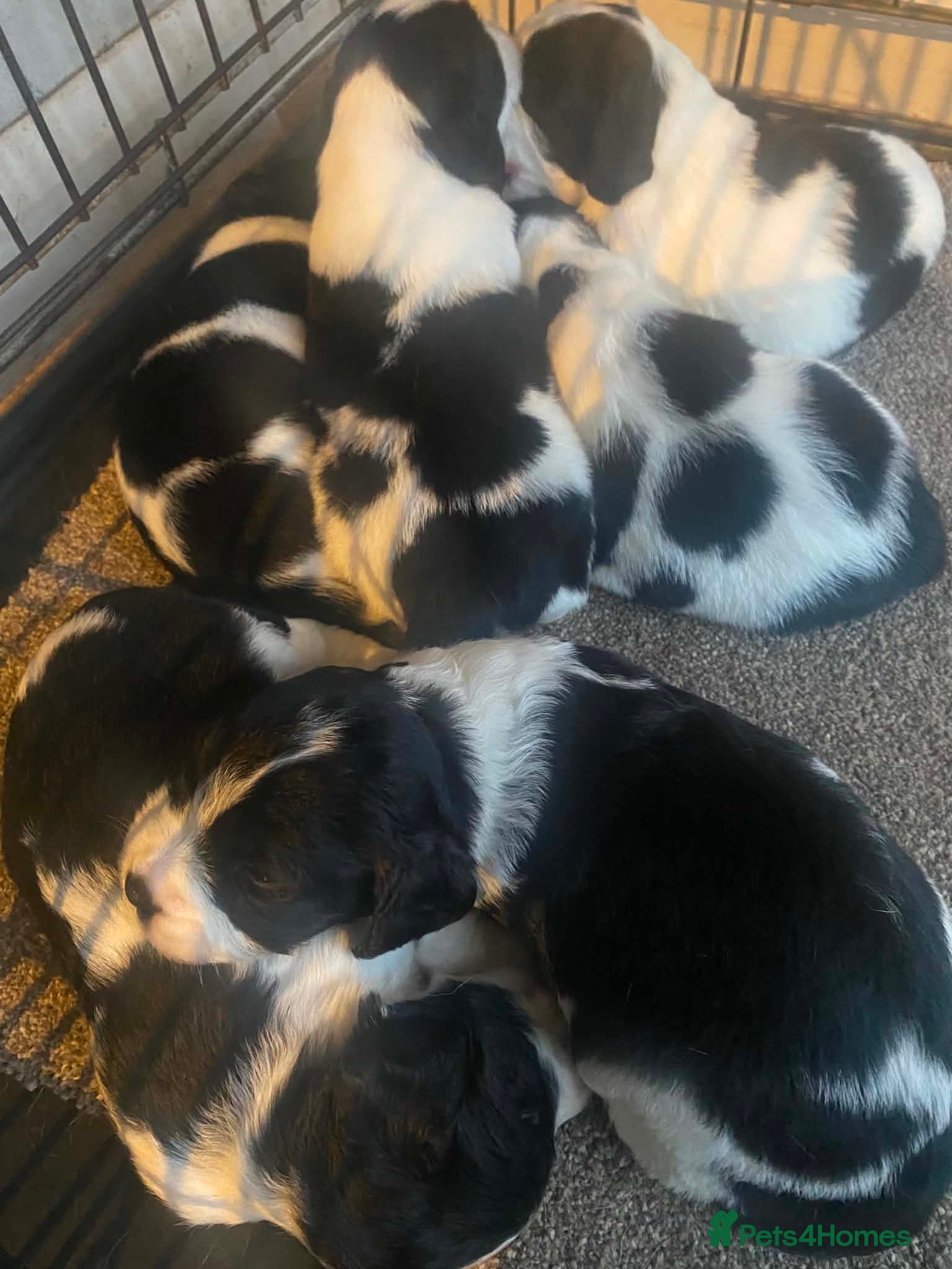 Mixed Breed dogs Beautiful beagle x springer puppy’s !! - Advert 8