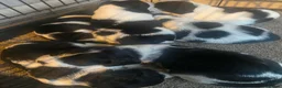 Mixed Breed dogs for sale: Beautiful beagle x springer puppy’s !! - Advert 1