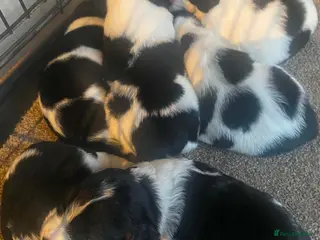 Mixed Breed dogs Beautiful beagle x springer puppy’s !! - Advert 2