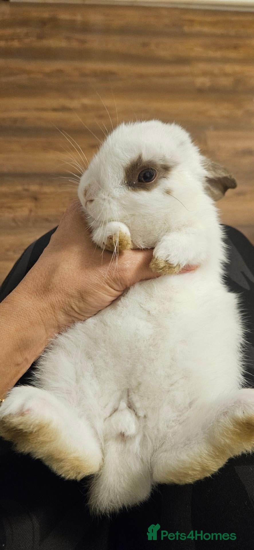 Mixed Breed rabbits They are 4 and 13 weeks olds 💞 - Advert 2