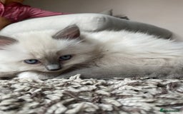 Ragdoll cats for sale: 3 Year Old Beautiful Female Ragdoll  - Image 28