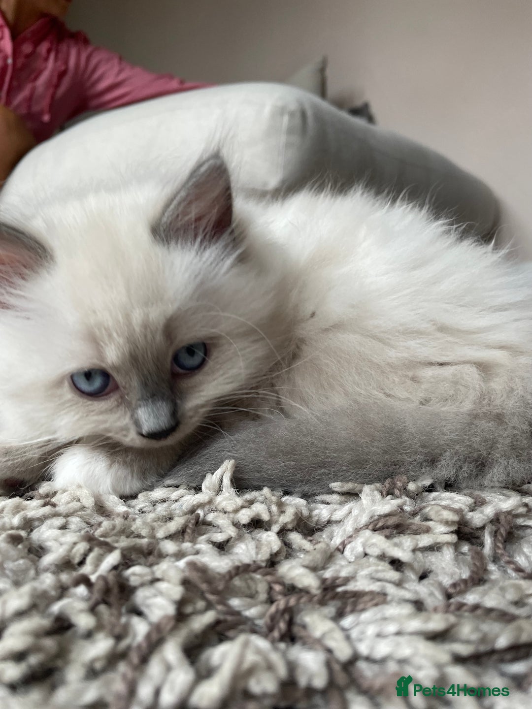 Ragdoll cats for sale: 3 Year Old Beautiful Female Ragdoll  - Image 28