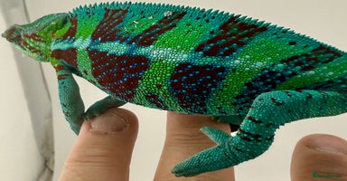 Chameleon reptiles - Advert 13