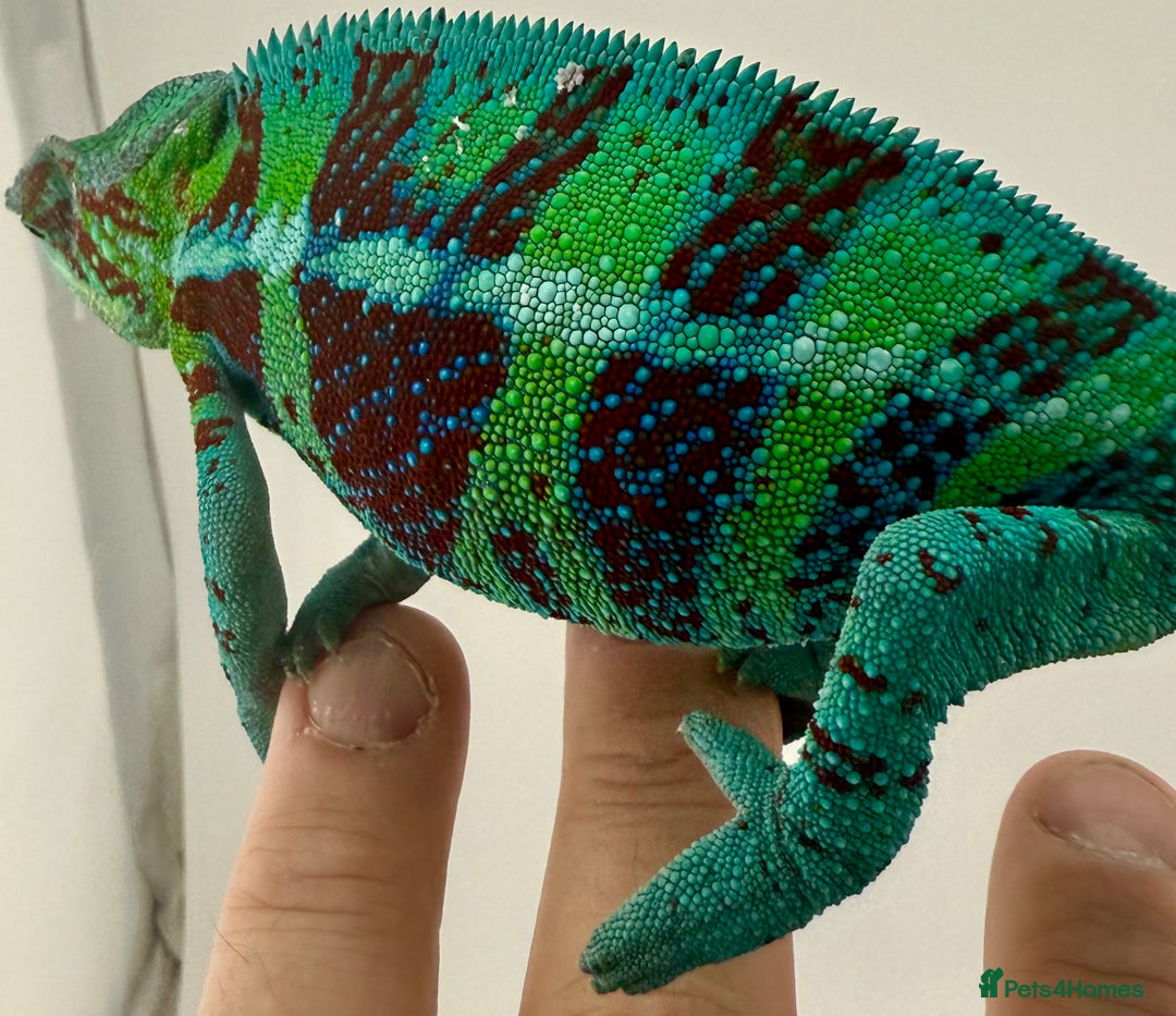 Chameleon reptiles for sale: Ambanja panther chameleon PURPLE  - Image 2