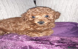 Toy Poodle dogs for sale: KC Registered gorgeous Red Toy Poodle Puppies - Image 12