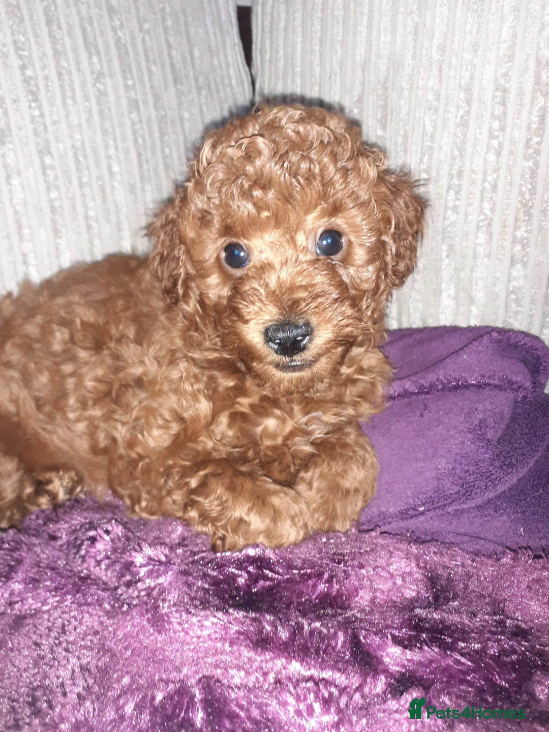 Toy Poodle dogs for sale: KC Registered gorgeous Red Toy Poodle Puppies - Image 12