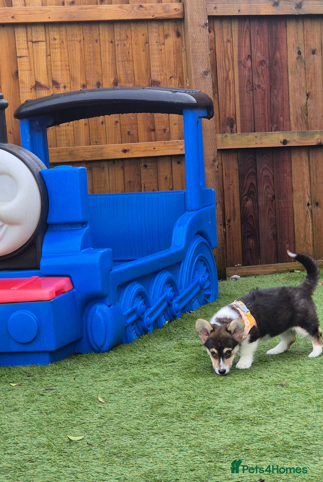 Welsh Corgi Pembroke dogs for sale: Kc reg Serbian lined female - Advert 7