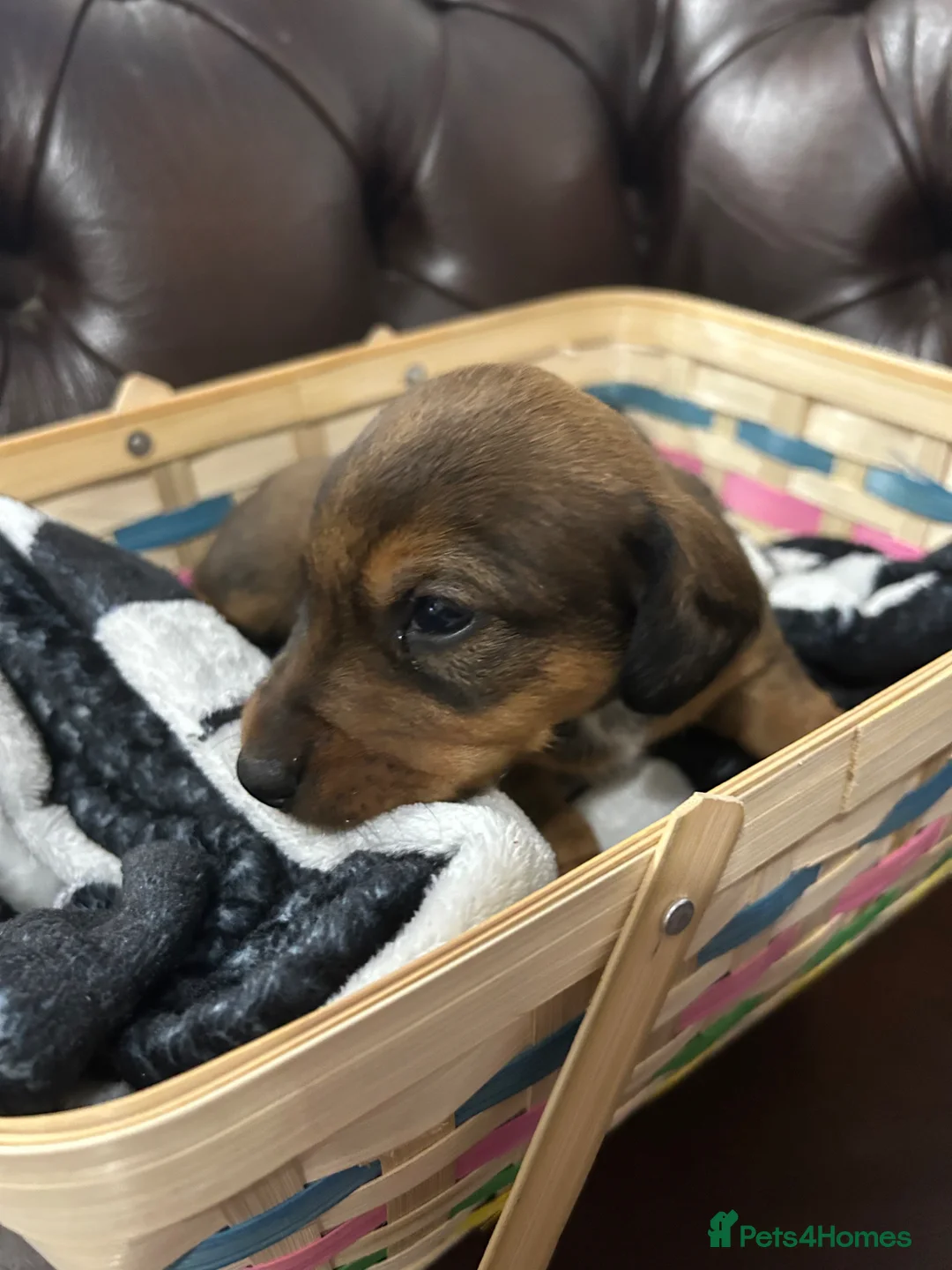 Jackshund dogs for sale: Dachjack in Durham - Advert 2