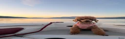 Toy Poodle dogs for sale: 5 gorgeous KC Reg Toy poodle puppies available  - Advert 8