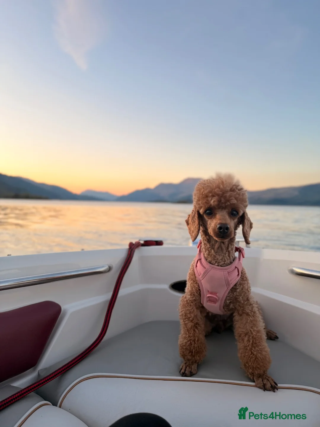 Toy Poodle dogs for sale: 5 gorgeous KC Reg Toy poodle puppies available  - Advert 8