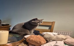 British Shorthair cats for sale: High pedigree British blue - Image 2
