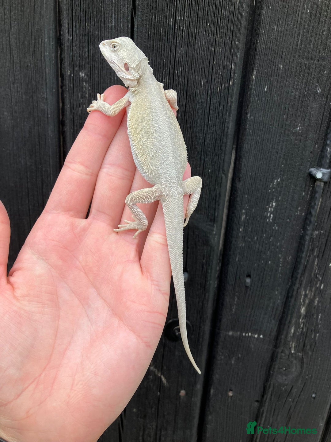 Bearded Dragon reptiles for sale: Bearded Dragons - stunning babies  - Image 18