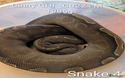 Python Snake reptiles for sale: Snakes for sale - Image 5